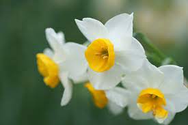 Daffodil Canaliculatus 50 bulb pk